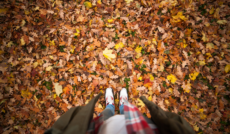 fall_5.png