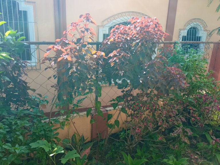 img_0.13402473940183962