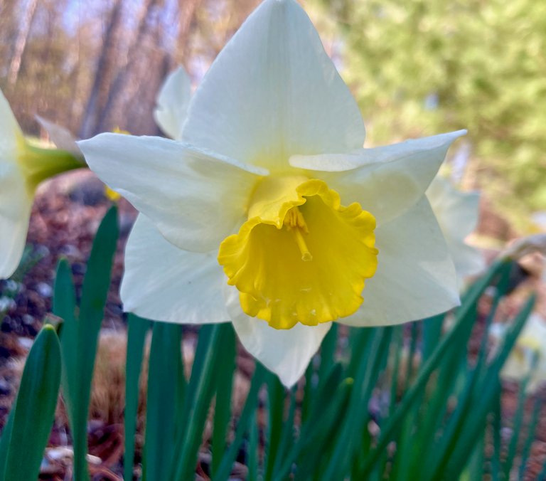 White/yellow