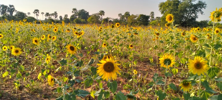 Sunflower Farm and Progress on Terracorehub 