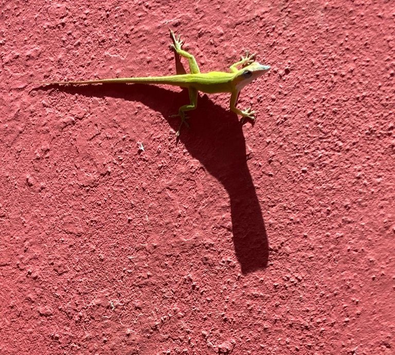 Journey through the shadows | Shadow Hunters SMASh Contest Round 406 [EN/ES]