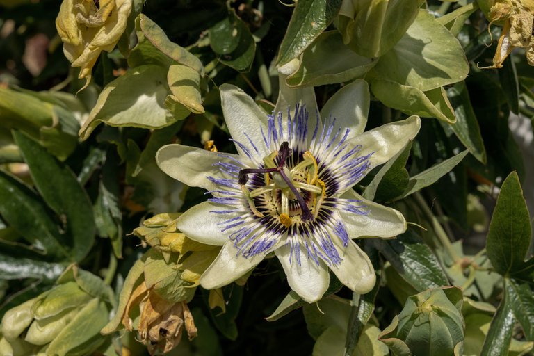 Low-ange shot of a Blue Passion Flower on the vines surrounded by dead flower heads