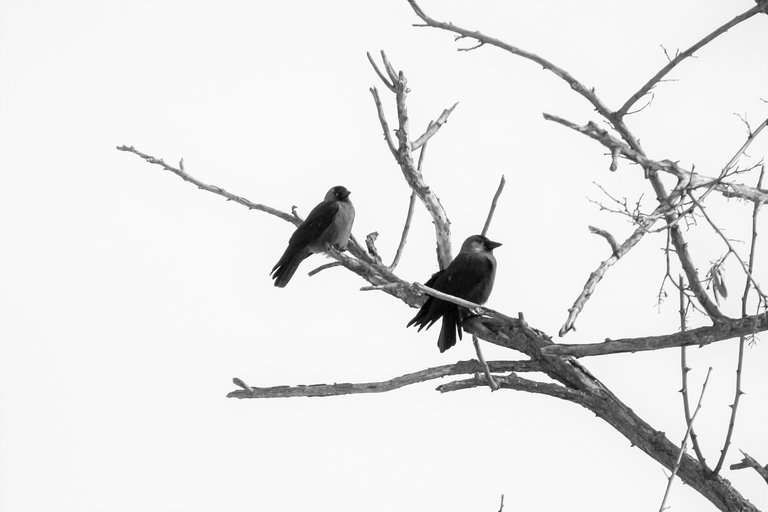 bw_jackdaw_03_2_