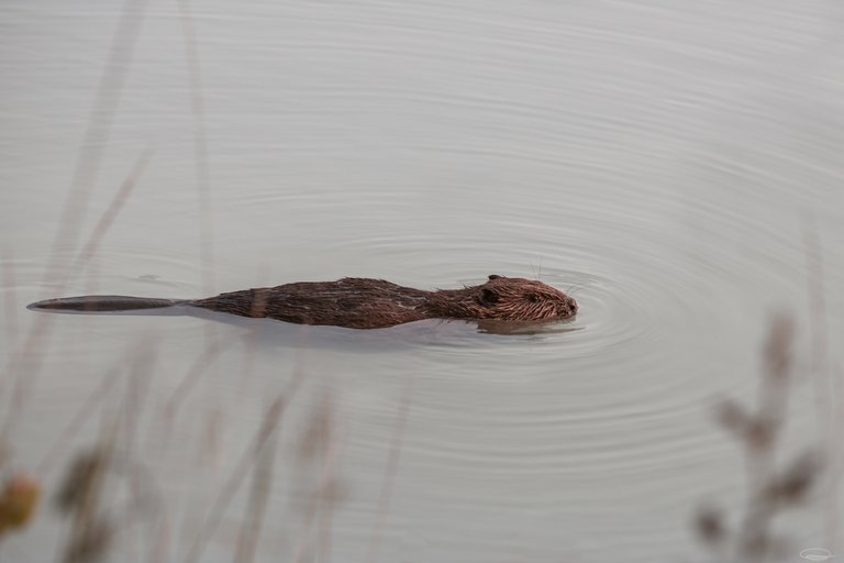 The Beaver | PhotoFeed Theme Contest - Wildlife Photography