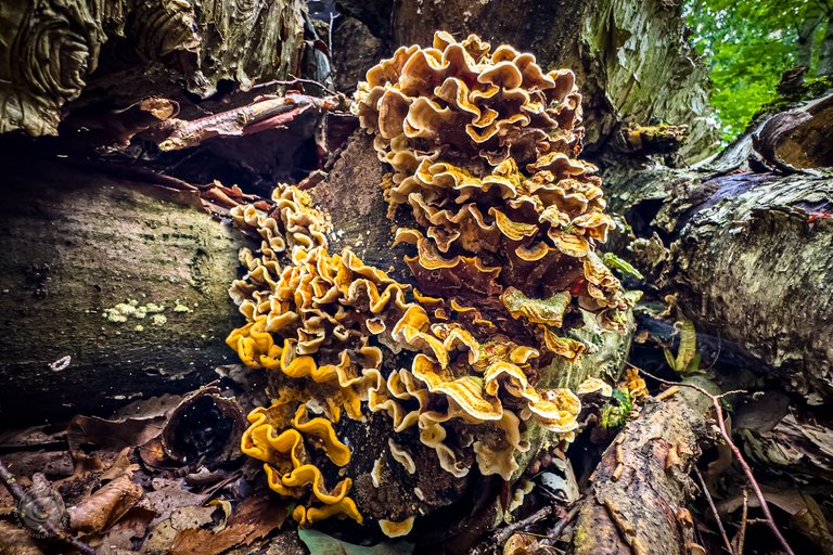 Hairy Curtain Crust Fungi