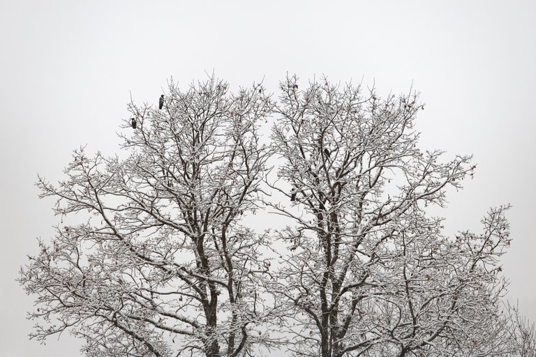 Season Hunt - Last Autumn Week - Bare Trees