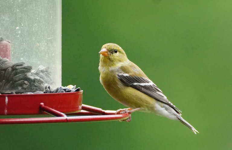 k_goldfinch_1137_2022_06_17