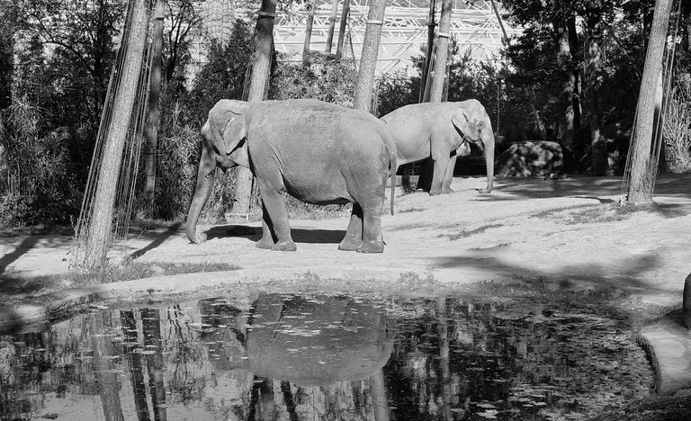 Asian Elephants*