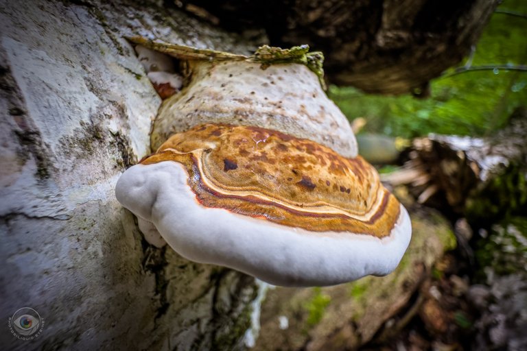 Tinder Bracket Mushroom