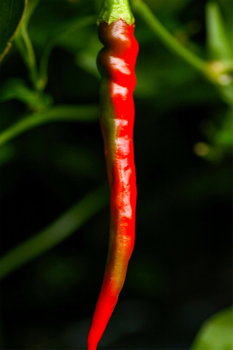 10_red_hot_pepper.jpg