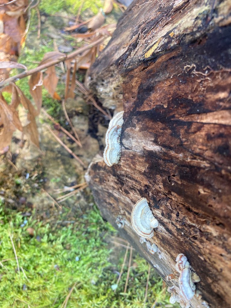 Tree trunk with mushrooms