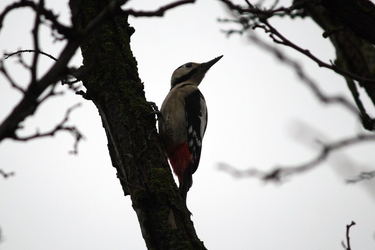 woodpecker_06.jpg