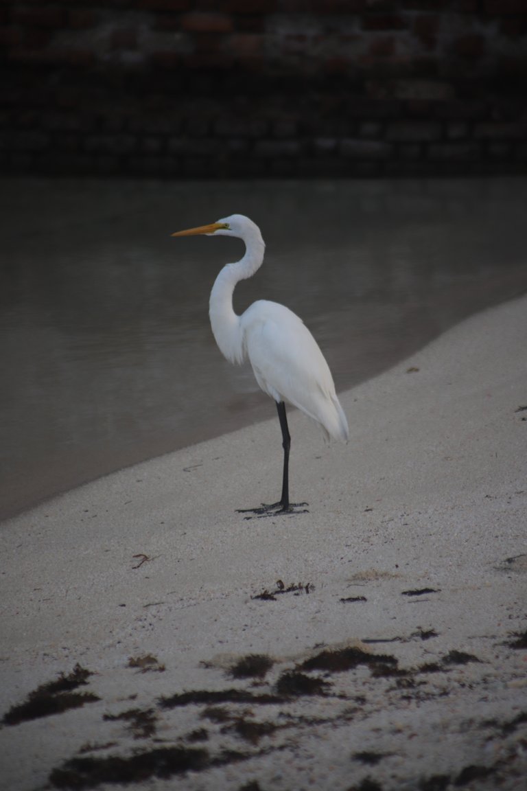 Great Egret