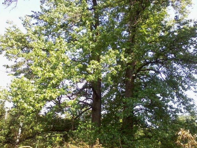 _0241.jpg