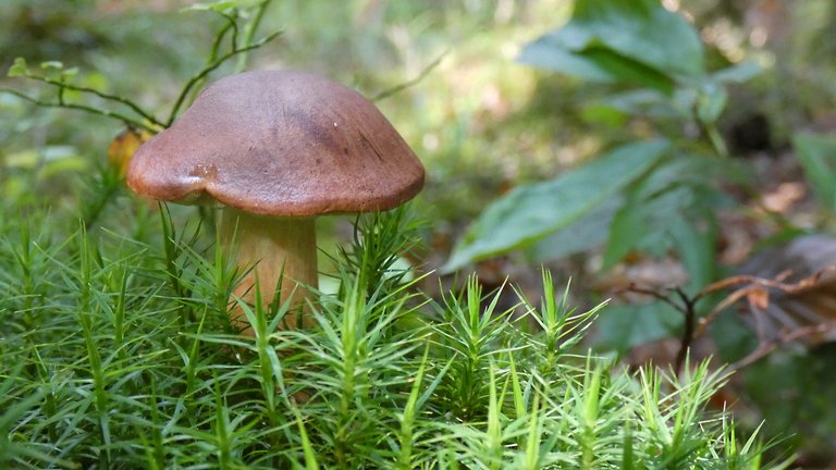 Imleria badia (Brown Boletus) - Edible mushrooms occurring in the Europe