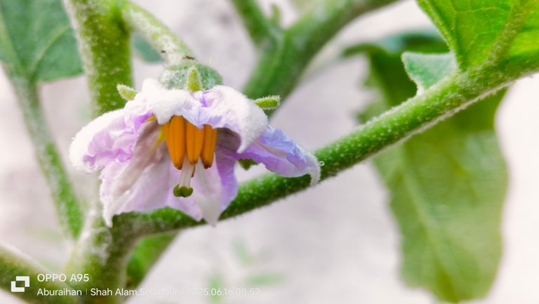 Eggplant flower