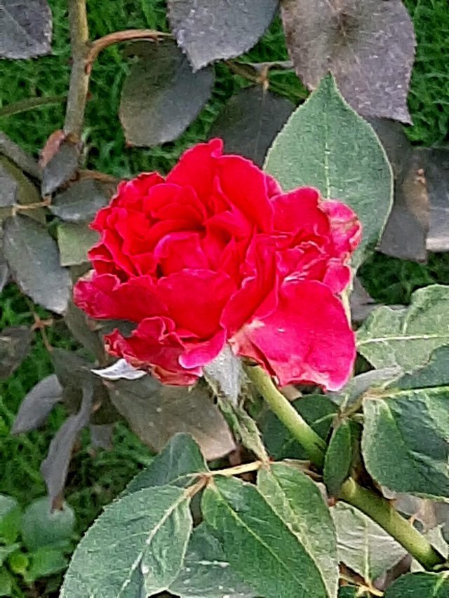 red_rose_3