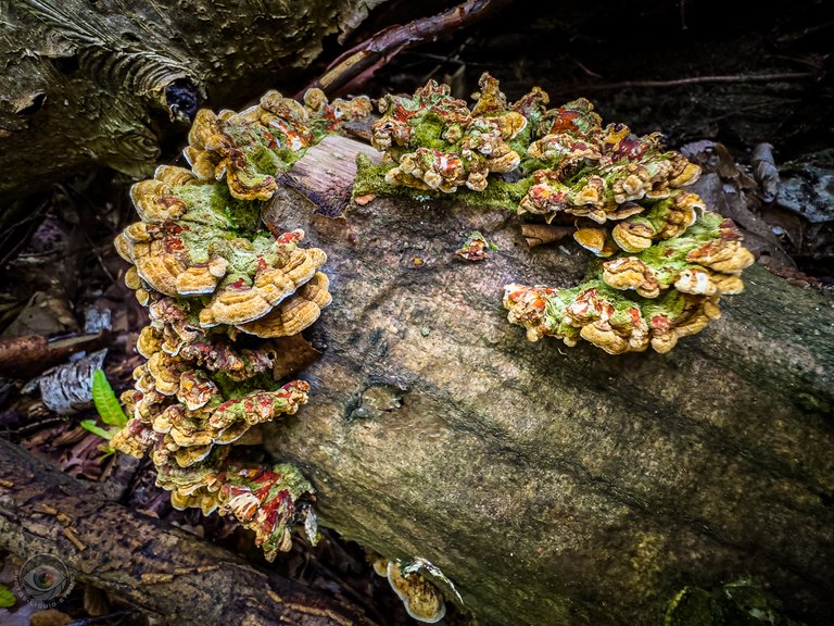 Hairy Curtain Crust* fungi