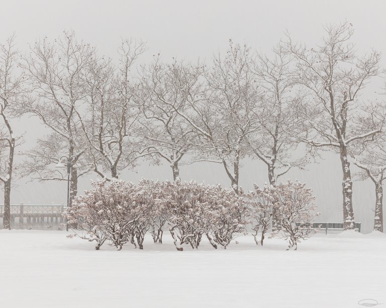 Season Hunt - Last Autumn Week - Bare Trees