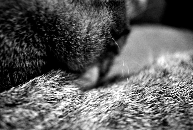 Strands of hair