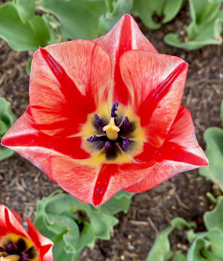 Tulip