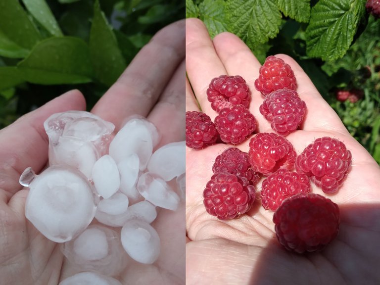 himbeerhagel