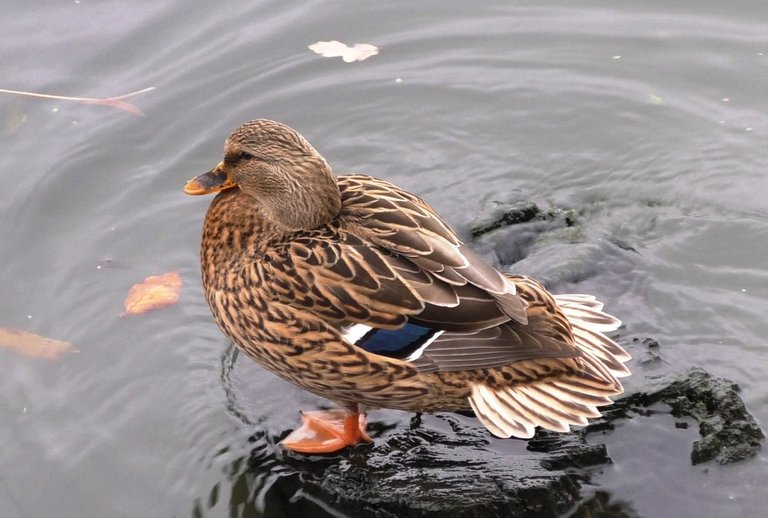 Mallard duck cleans its feathers | Feathered Friends - Show Me A Photo Contest Round 161