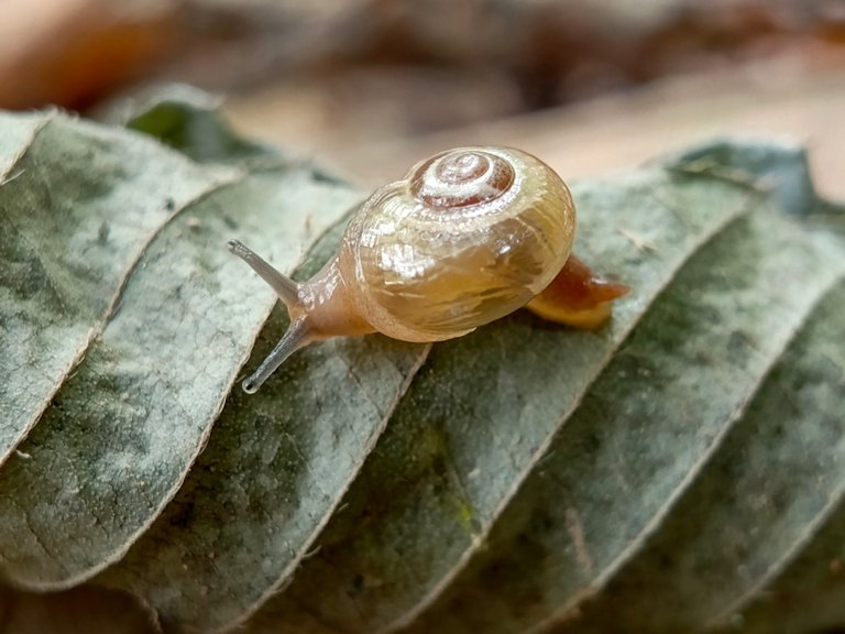 Golden shell snailI managed to find a golden shelled snail behind my house, this is a very rare discovery because this is the first time I have found this snail, from the beginning I found it, I really liked it and was amazed when I saw it, so I didn't do anything else but immediately take a picture of it, if this snail was alive to be kept I might want to cultivate it, and its size is also not too big and not too small, the beauty of this snail is clearly visible