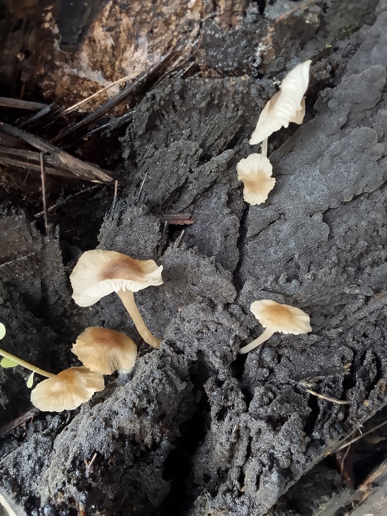 Beautiful and Fragile