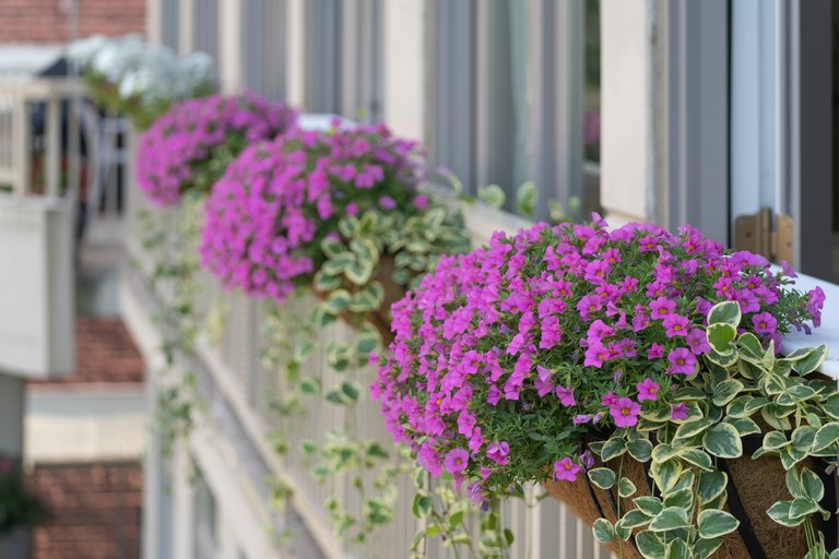 balcony flowers