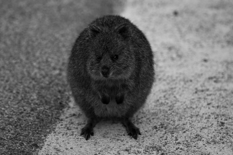 close_up_of_a_cute_quokka_on_the_road.jpg