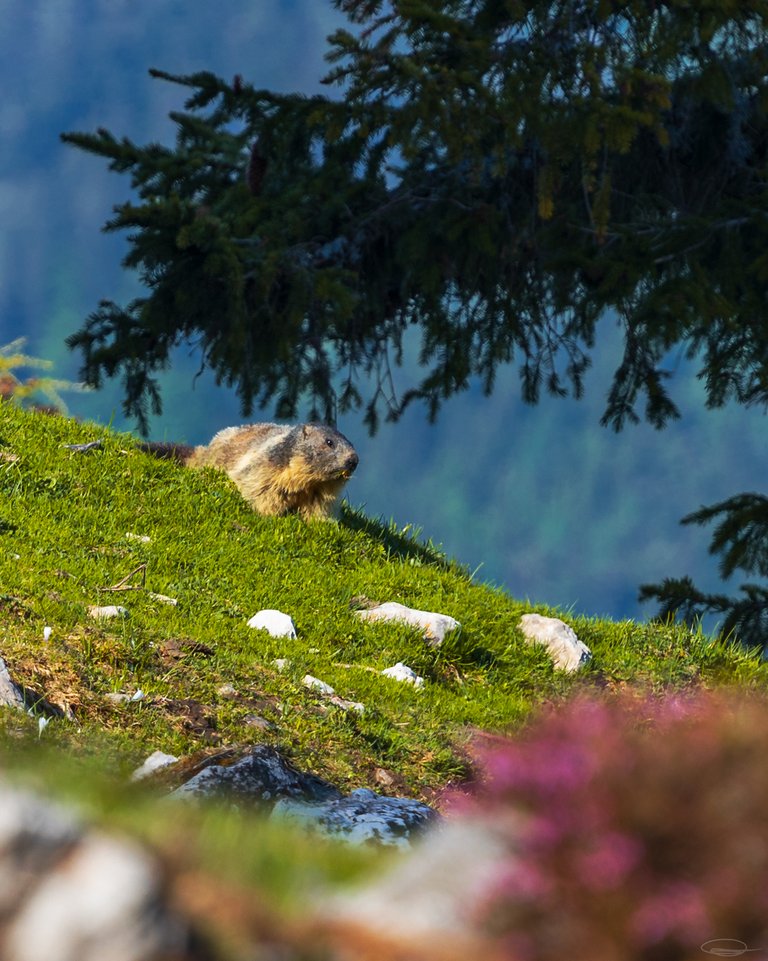 No Sunset, No Sunrise - I loved it - Hike to the Mountain Hochstadel