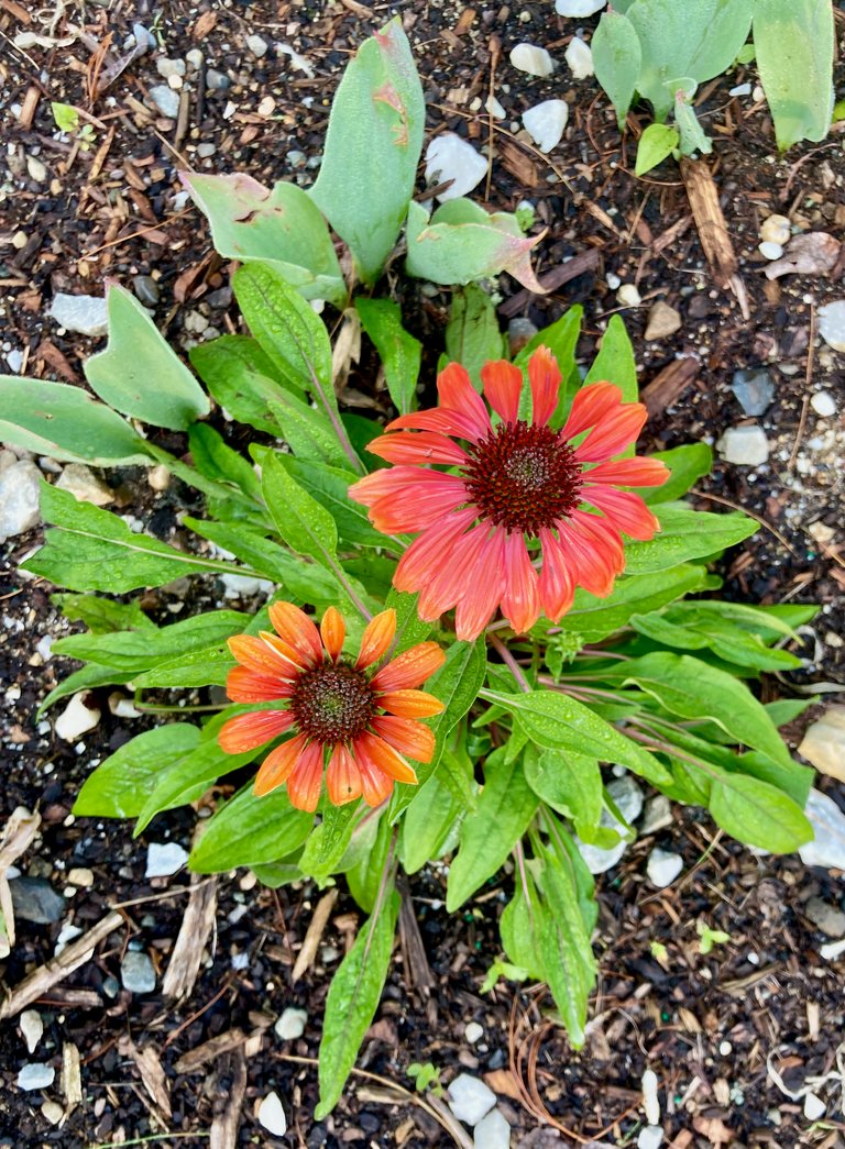 2 conflowers