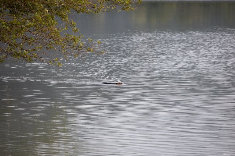 The Beaver | PhotoFeed Theme Contest - Wildlife Photography