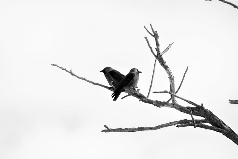 bw_jackdaw_09_2_