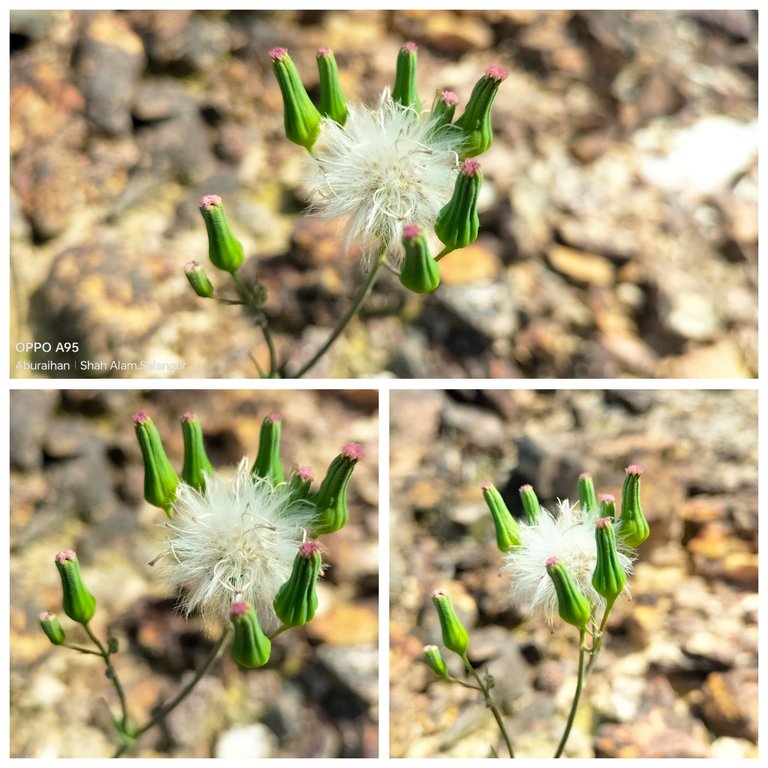 The beauty of nature is a reflection of a unique flower