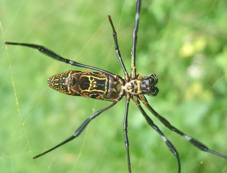 This is spiderman building a nest on a tree branch