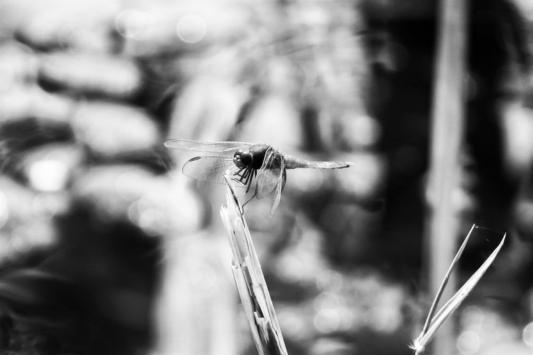 bw_insects_img_1732.jpg