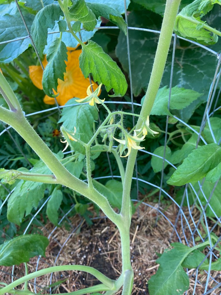 tomato_blossom