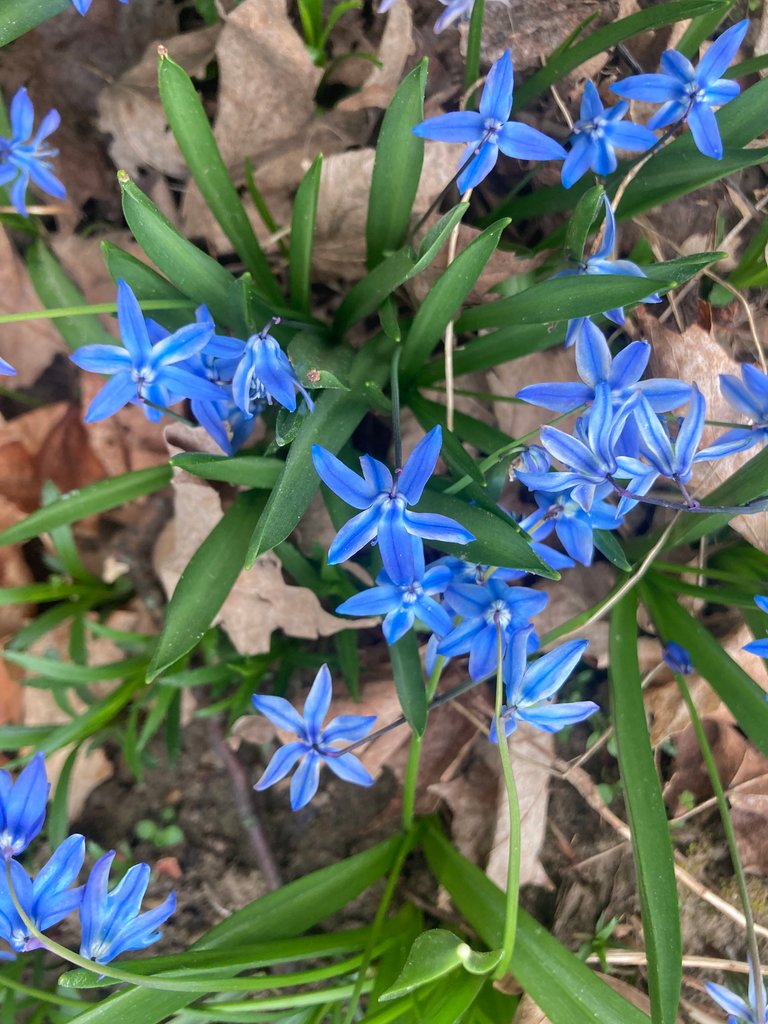 Siberian Squill