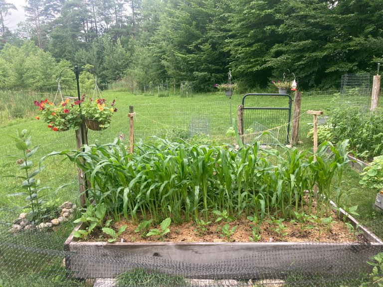 Corn and peppers