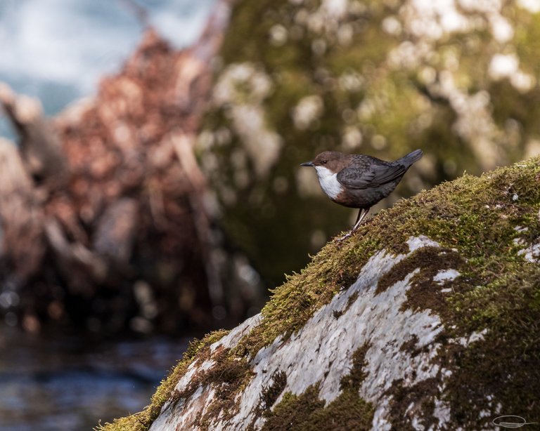 Flowers and Birds - White-throated Dipper - Johann Piber