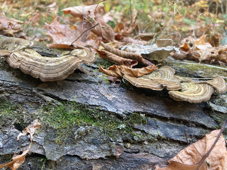 Turkey Tail