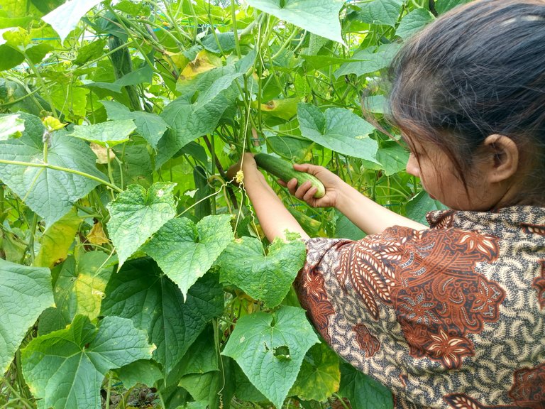 The future wife is harvesting