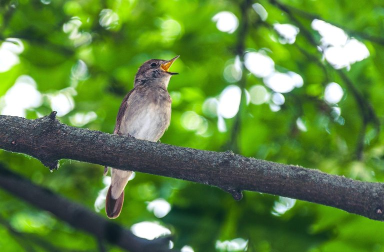 Beneficial animals for the garden, Nightingale