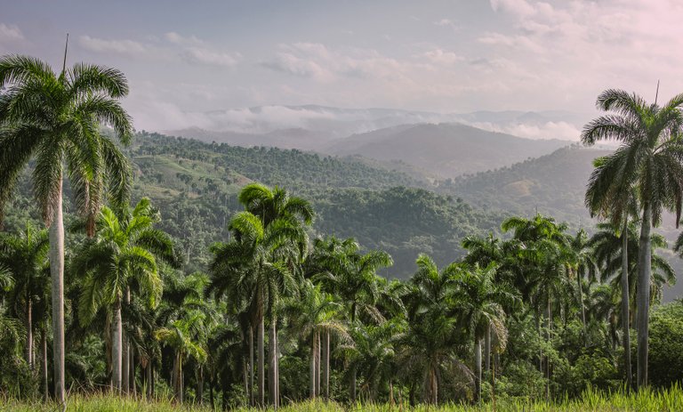 Palmar en las Montañas colindantes al valle de Mayarí Arriba