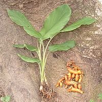 200px_turmeric_plant_and_root_.jpg