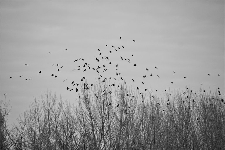 birds_01.jpg