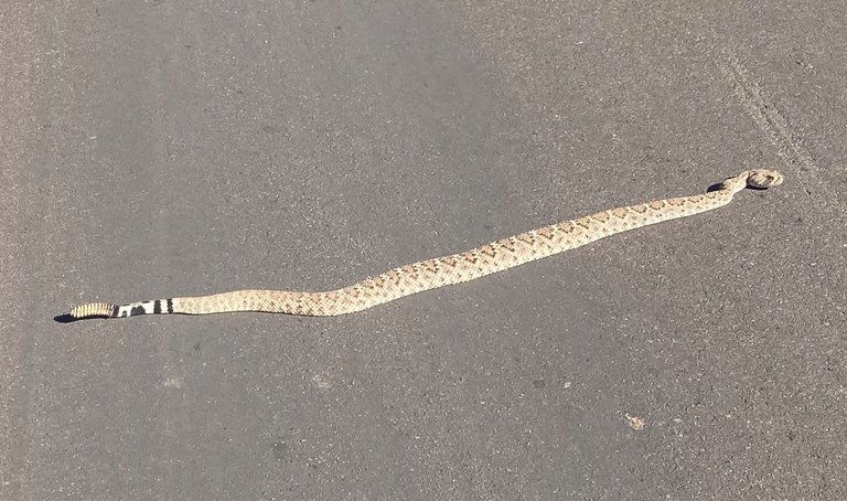 Western Diamondback