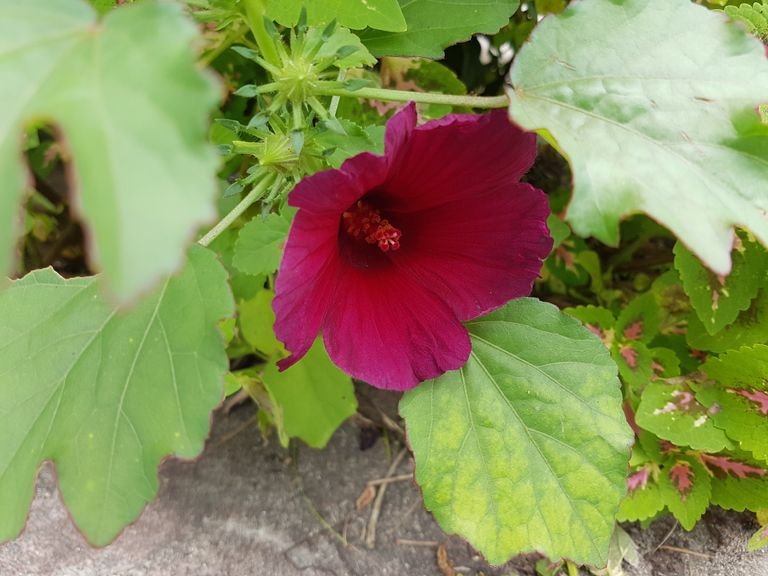 Beautiful purple flower